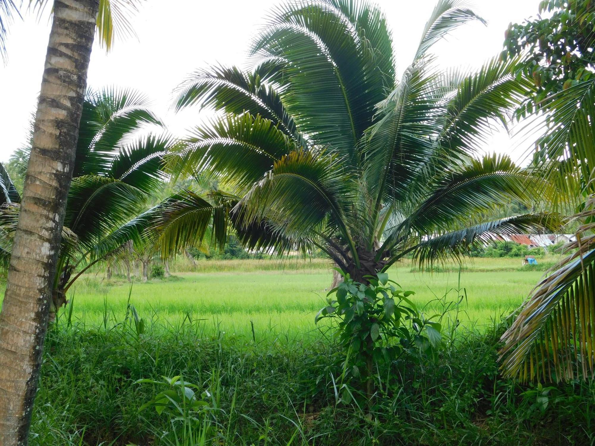 Swiss Bonihouse Koh Yao Yai Hotel Banprunaj Kültér fotó