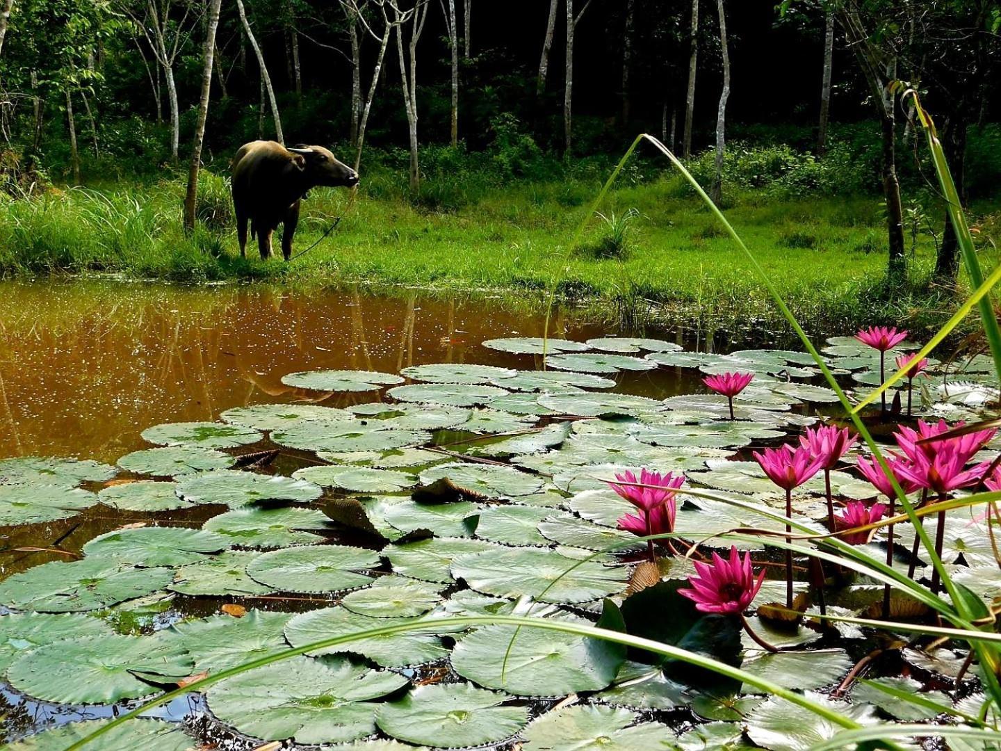 Swiss Bonihouse Koh Yao Yai Hotel Banprunaj Kültér fotó